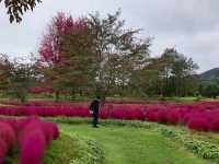 北海道秘境✨由仁花園3.2萬株地膚草鋪成秋日絨毯
