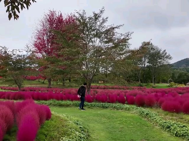 北海道秘境✨由仁花園3.2萬株地膚草鋪成秋日絨毯