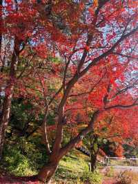 🍁아차산 산길을 걸으며