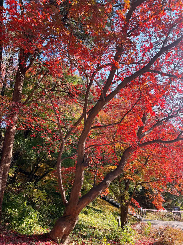 🍁아차산 산길을 걸으며