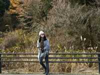 🍂秋日阿蘇山:米塚的金色光影、草千里的高原風、火山的震撼能量