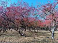 Chengde Mountain Resort's Tranquil Beauty
