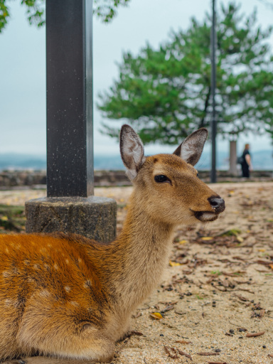 Itsukushima Island in Hiroshima | Trip.com Hatsukaichi