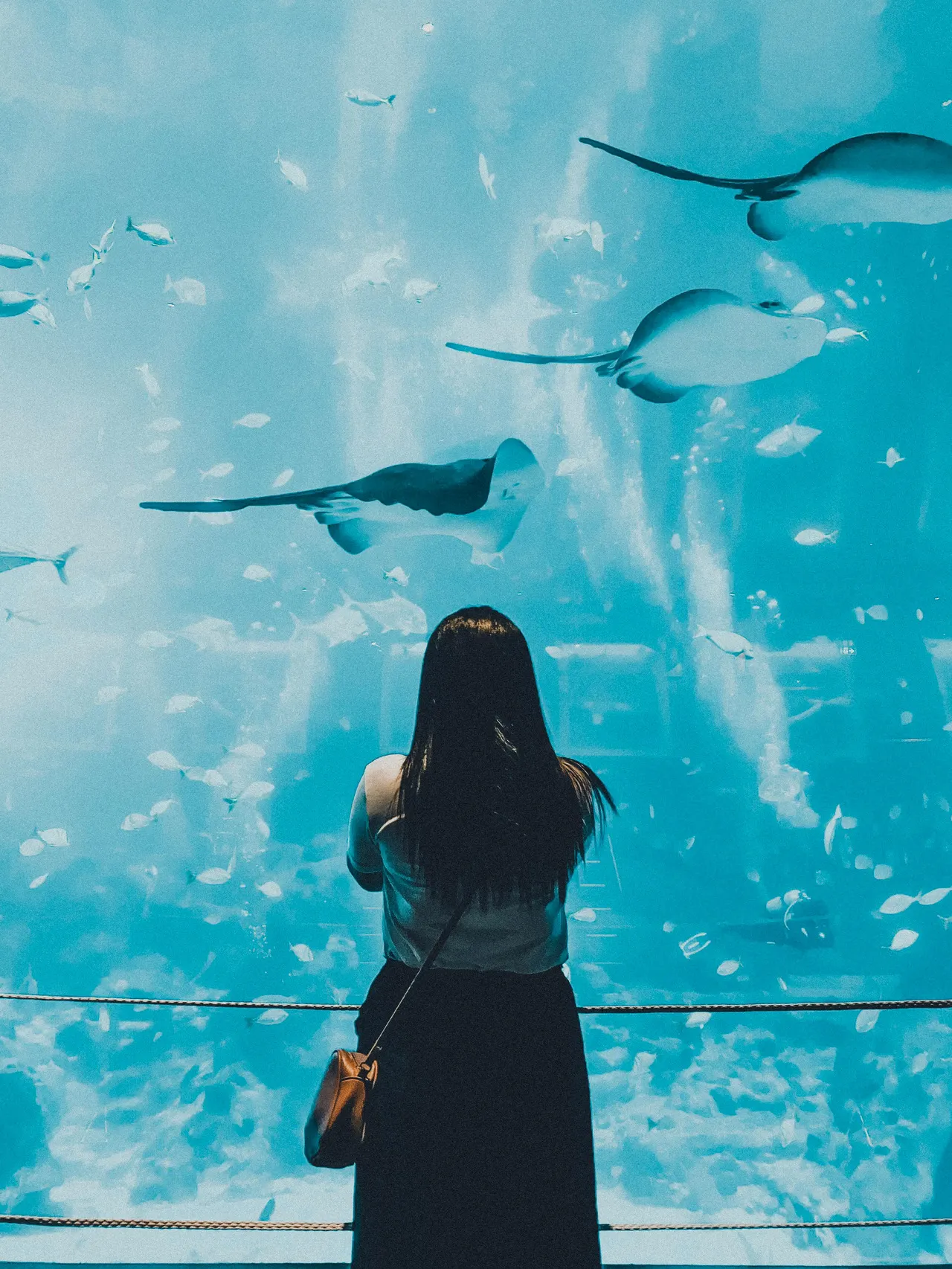 Serunya Pengalaman Bareng Hiu Paus Megah di Cebu Ocean Park 。