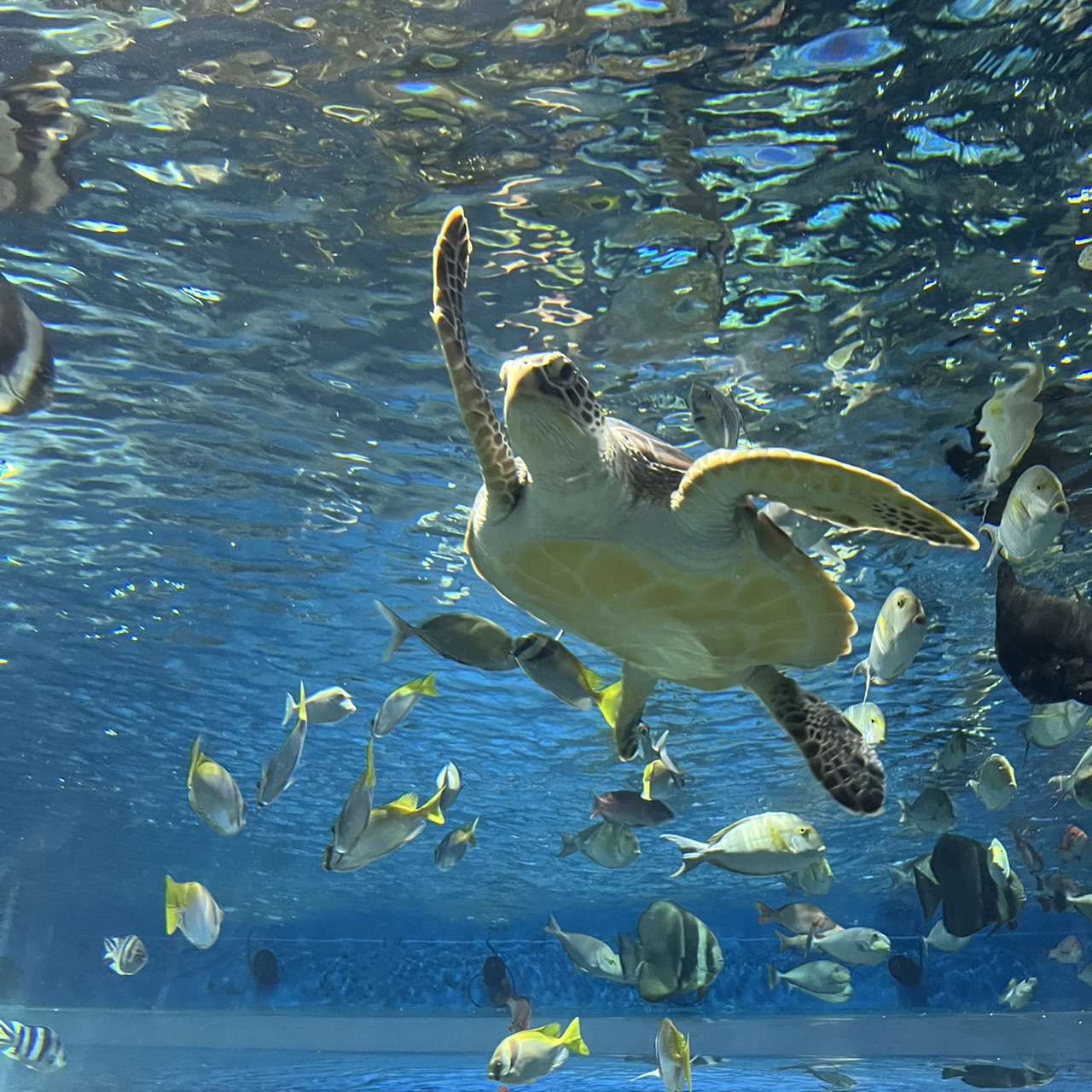 Thủy cung DMM Kariyushi ở Okinawa 🐟🐧🐢