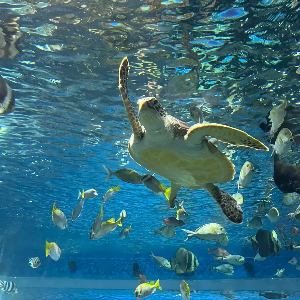 沖繩DMM Kariyushi水族館🐟🐧🐢