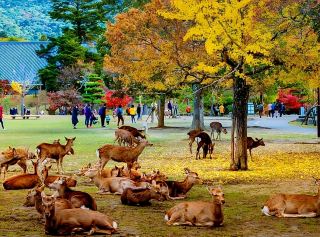 Notes on the Deer of Nara, Japan.