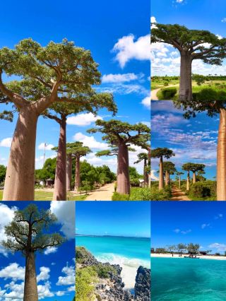 #夏日海灘之夜

🌍 為什麼選擇馬達加斯加? ——地球上的隱密天堂 ✨

馬達加斯加是世界上最獨特的旅行目的地之一。它常被稱為“第八大洲”,擁有珍稀野生動物、超現實的景觀和其他地方無法比擬的原始自然美景。

如果您正在尋找2026年獨特的冒險之旅,馬達加斯加絕對值得列入您的旅行清單。 🌴🌏

· --

🌴 1. 獨一無二的野生動物

馬達加斯加以其驚人的生物多樣性而聞名:

· 🐒 狐猴(僅此地有!)

· 🦎 變色龍

· 🐦 珍稀鳥類與雨林物種

超過90%的野生動物是特有物種,這意味著它們在地球上其他地方都不存在。

· --

🌳 2. 標誌性的猴麵包樹

是非洲最熱門的攝影景點之一。

✨ 巍峨古樹,宛如天然紀念碑

✨ 迷人的日落美景

✨ 攝影愛好者的天堂

· --

🏝️ 3. 迷人的海灘和島嶼

宛如熱帶天堂:

· 清澈湛藍的海水 💙

· 珊瑚礁與浮潛 🤿

· 悠閒的島嶼氛圍 🌴

· --

🏞️ 4. 壯麗的景觀與國家公園

展現一個截然不同的世界:

· 深邃的峽谷和砂岩地形

· 天然泳池

· 史詩般的健行路線

· --

💰 旅行預算(約)

· 經濟型:40-70 美元/天

· 中檔:80-150 美元/天

· 豪華型:200 美元以上/天

· --

✈️ 如何到達

· 飛往塔那那利佛(首都)

· 國內航班搭乘飛機或長途駕駛前往島嶼和公園

· 建議參加導覽團或包車遊覽

· --

⭐ 馬達加斯加的獨特之處

✨ 地球上生物多樣性最豐富的地區之一

✨ 獨一無二的景觀,別處難尋

✨ 冒險、攝影和自然愛好者的理想選擇

✨ 與熱門旅遊國家相比,這裡遊客較少

· --

🌟 結語

馬達加斯加不只是一個目的地,更是畢生難忘的體驗。從狐猴棲息的熱帶雨林到如夢似幻的猴麵包樹日落,再到夢幻般的海灘,每一刻都彷彿置身於另一個星球。

如果您熱愛大自然、冒險和未受破壞的自然之美,馬達加斯加絕對應該列入您的2026年旅行清單。 🌍✨

#馬達加斯加 #非洲旅行 #願望清單 #自然愛好者 #旅行癖 #隱密天堂 🌴🐒🌅 #2026旅行