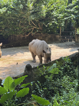 One Day at Singapore Zoo & Night Safari | White Rhinos, Orangutans, Otters, and Night Shows