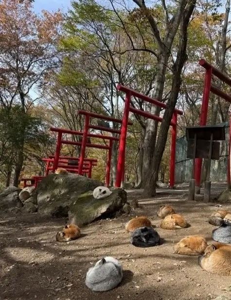 Super Cute! Miyagi Zao Fox Village | 100+ Foxes at Japan's Hidden Gem
