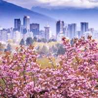 Vancouver is one destination whose cherry blossom season