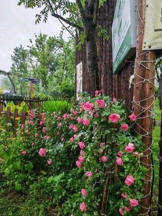 雨中漫步青龍洲公園