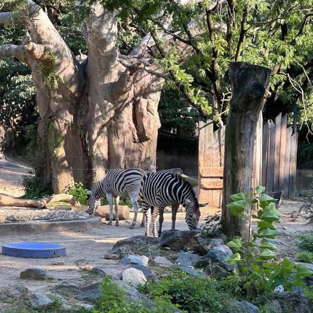 Philadelphia Zoo 🐪🇺🇸