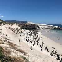 Cape Town: Where Nature Is Elegance 🌍🇿🇦