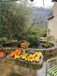 A citrus farm in Sollèr, Mallorca!🍋🍊