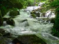 A beautiful mountain stream rich in nature