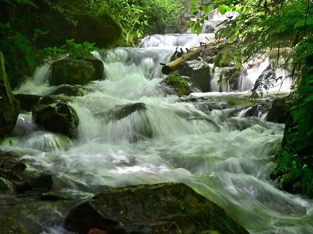 A beautiful mountain stream rich in nature