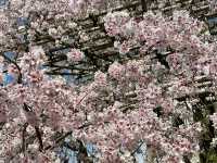 Cherry blossoms at the largest and most visited castle in Japan