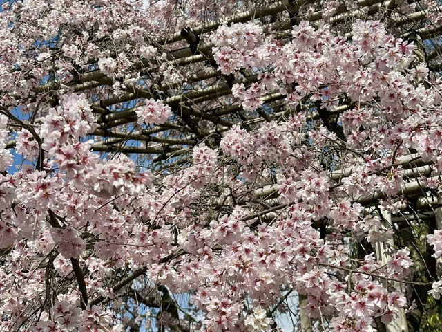 Cherry blossoms at the largest and most visited castle in Japan
