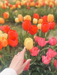 A day at Tulley’s Tulip Farm!🌷