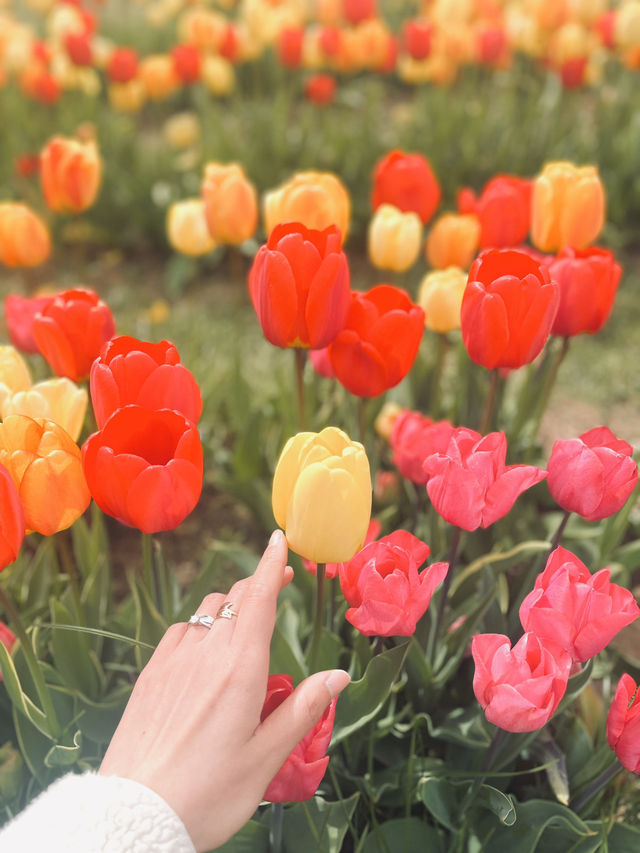 A day at Tulley’s Tulip Farm!🌷