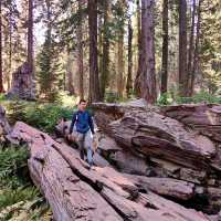 🌲 One Day in Sequoia National Park: Giant Wonders in a Short Time 🏞️📸