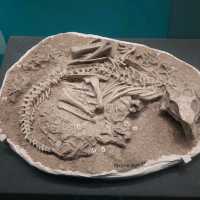 Dinosaurs, nice exhibitions in Natural History Museum of China 