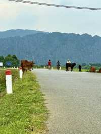 🚴‍♀️ Van Long Wetland by Bike – Ninh Binh’s Best-Kept Secret