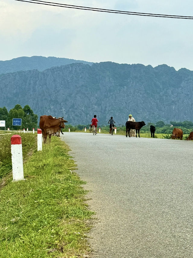 🚴‍♀️ Van Long Wetland by Bike – Ninh Binh’s Best-Kept Secret