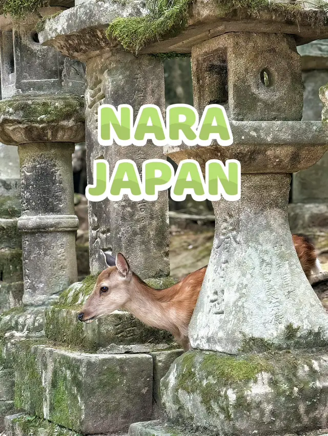 Волшебный парк Нара в Японии 