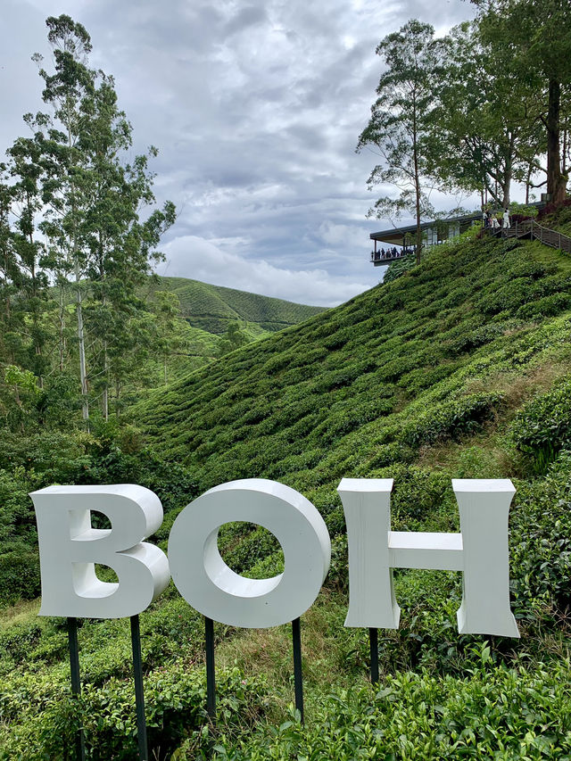 Tea With a View: Why the BOH Tea Centre is Worth the Trip