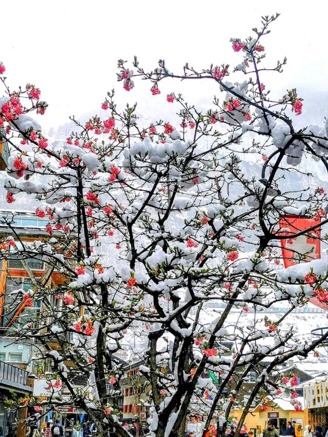 Snow-Kissed Spirits of Zermatt Snow-Kissed Spirits of Zermatt