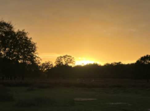 Golden Hour Walk sunset🌅 