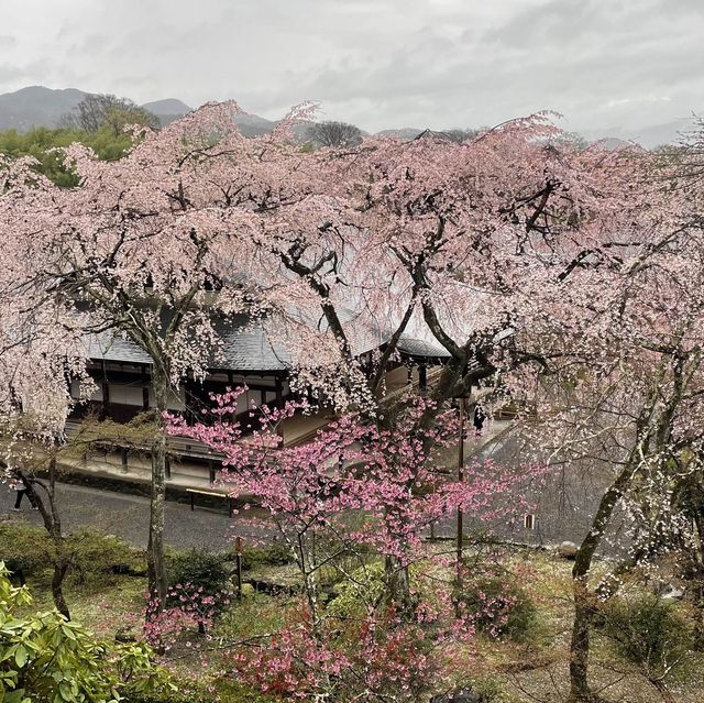 在京都🇯🇵嵐山坐小火車看雨櫻是什麼感覺？