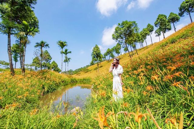 台灣赤科山金針花海🌼