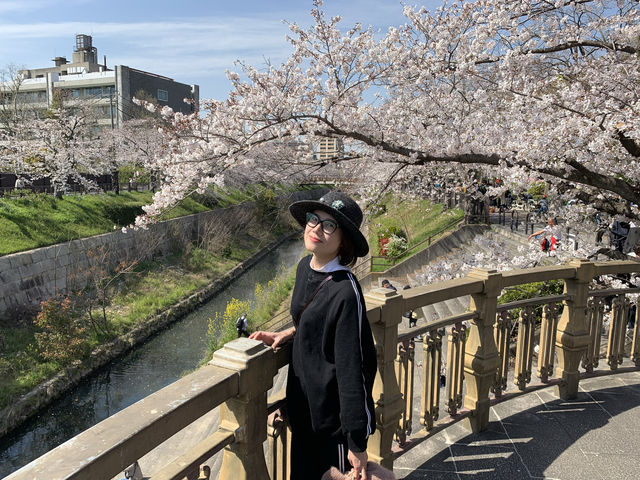 2019 Nagoya's cherry blossoms are in full bloom, as they say, even more beautiful than Kyoto.