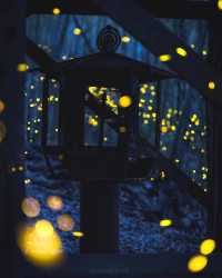 Fun fact: Fireflies in Japan