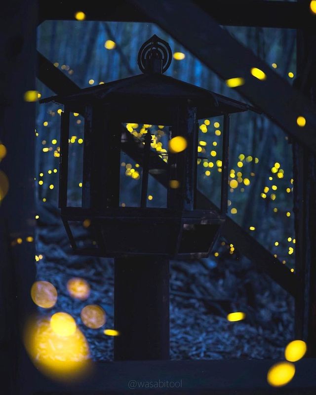 Fun fact: Fireflies in Japan