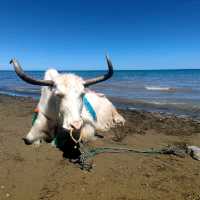 Turquoise Eye of Qinghai Province 