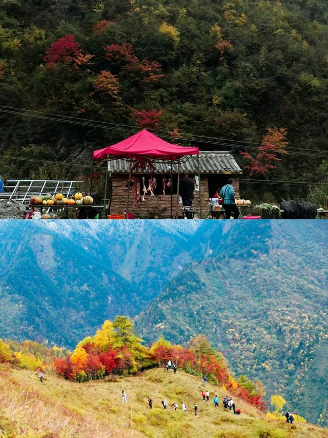 人間忽晚，山河已秋--川西彩林