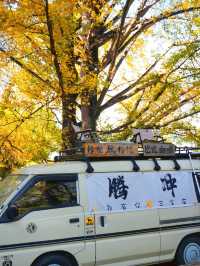 腾衝銀杏村拍照最全旅遊攻略！