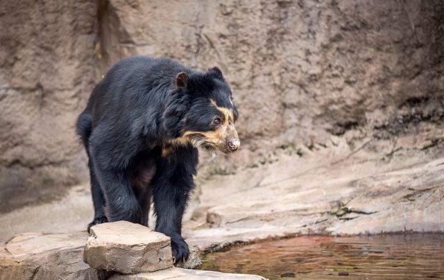 全球追秋｜天王寺動物園大自然與動物的完美結合