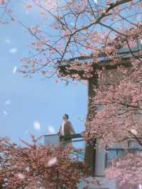 坐粉紅色小火車宮赴福建最美賞櫻之地