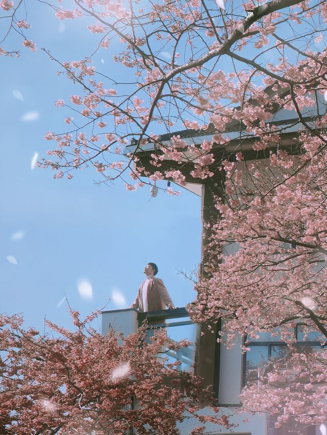 坐粉紅色小火車宮赴福建最美賞櫻之地 坐粉紅色小火車宮赴福建最美賞櫻之地