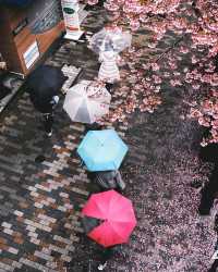 渋谷 雨中の桜華