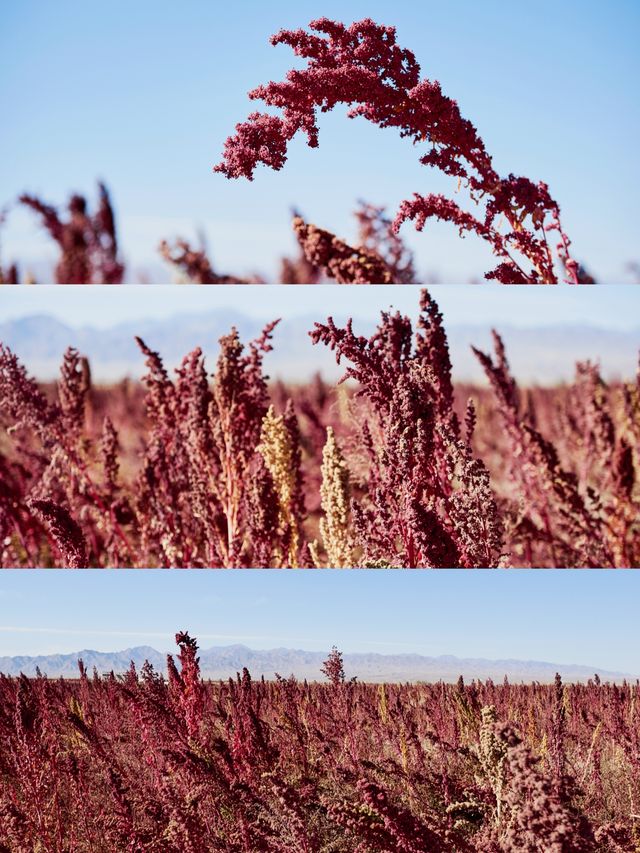 甘肅C位｜東寨藜麥，在田野收穫火紅的希望