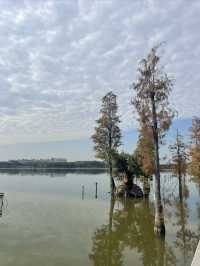 華陽湖水上森林公園