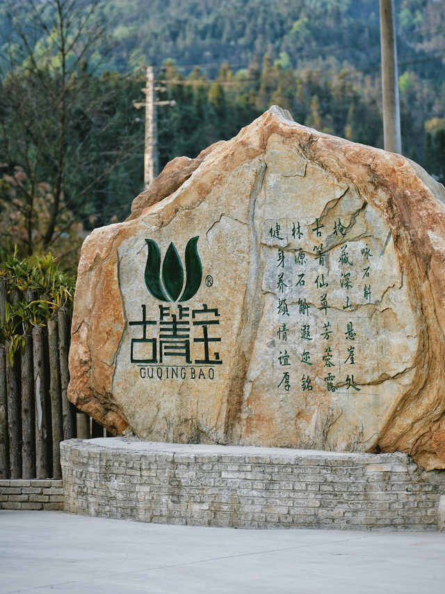 雲南龍陵邂逅仙草奇緣｜冬吃石斛正當時