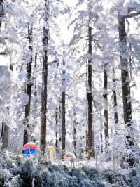 不是北海道去不起，而是成都3h看雪更性價比