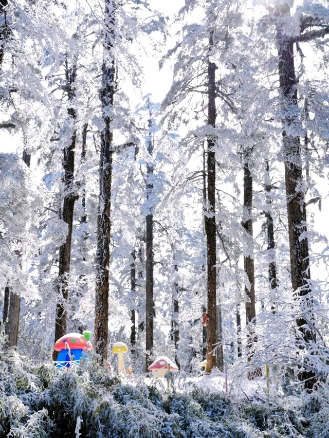 不是北海道去不起，而是成都3h看雪更性價比